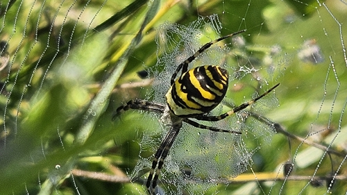Wasp Spider