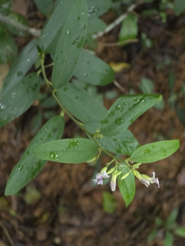 Helicteres angustifolia, photograph 3