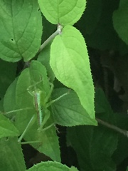 Tettigonia orientalis