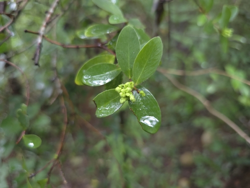Wikstroemia indica, photograph 6
