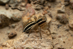 Phlegra bresnieri