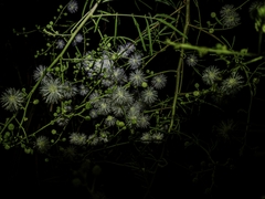 Mimosa bimucronata