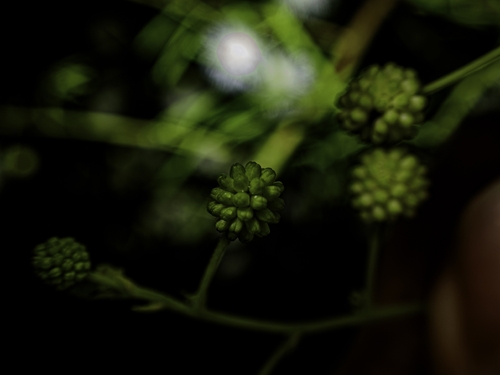 Mimosa bimucronata, photograph 1