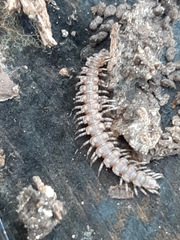 Polydesmus complanatus