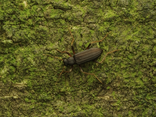 Darkling beetle
