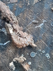 Polydesmus complanatus