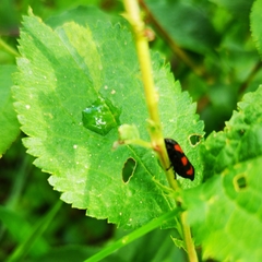 Cercopis vulnerata