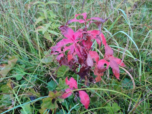 Koenigia alpina, 2026-08-24