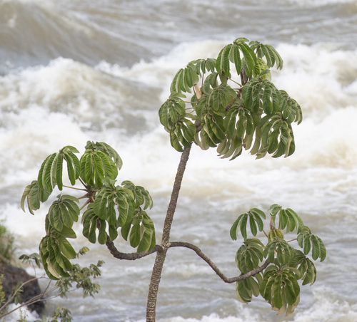 Cecropia pachystachya, photograph 3
