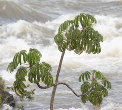 Cecropia pachystachya, photograph (c) avocat, some rights reserved (CC BY)