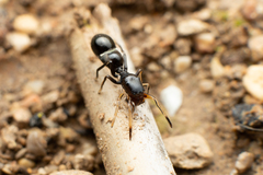 Leptorchestes berolinensis