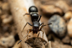 Leptorchestes berolinensis