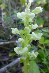 Pterygodium volucris