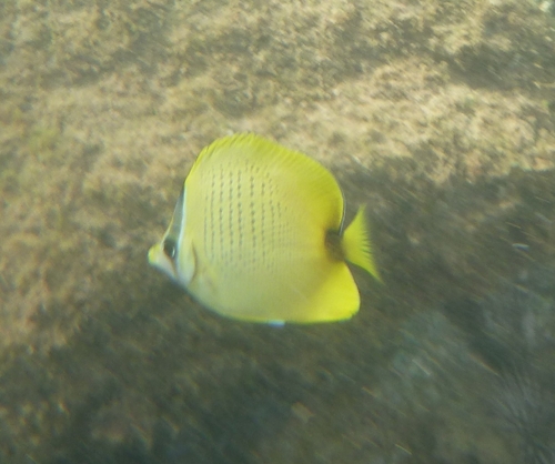 Chaetodon miliaris observed 2026-09-01