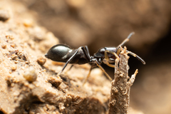 Leptorchestes berolinensis