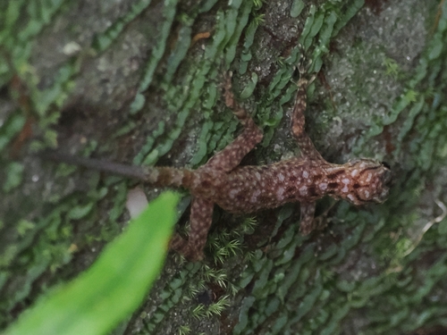 Cnemaspis kendallii observed 2026-09-01