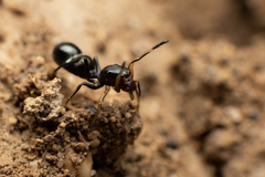 Leptorchestes berolinensis