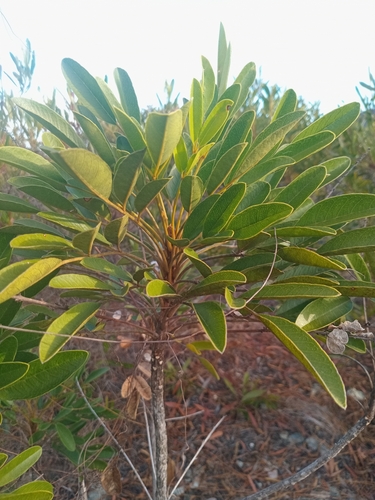 Soulamea muelleri observed 2026-09-02
