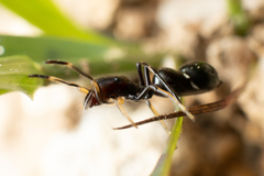 Leptorchestes berolinensis