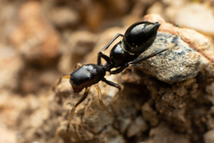 Leptorchestes berolinensis