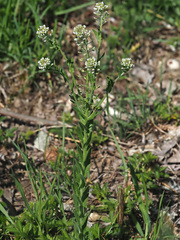 Lepidium campestre