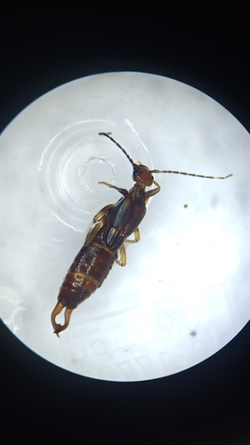Hypurgus humeralis