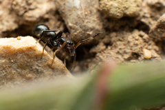 Leptorchestes berolinensis