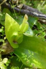 Pterygodium volucris