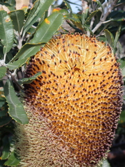 Banksia media