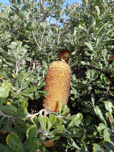 Banksia media, photograph 2
