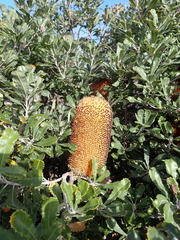 (c) Em Lamond, some rights reserved (CC BY) Banksia media, photograph (c) Em Lamond, some rights reserved (CC BY)