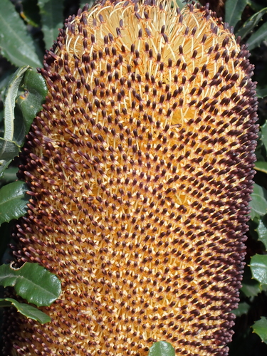 Banksia media, photograph 3