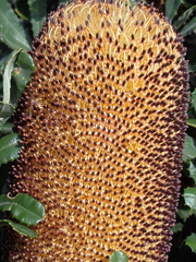 (c) Em Lamond, some rights reserved (CC BY) Banksia media, photograph (c) Em Lamond, some rights reserved (CC BY)