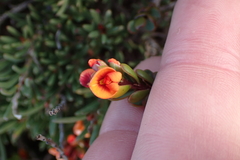 Eutaxia cuneata