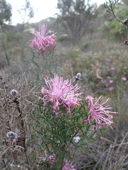 Isopogon formosus