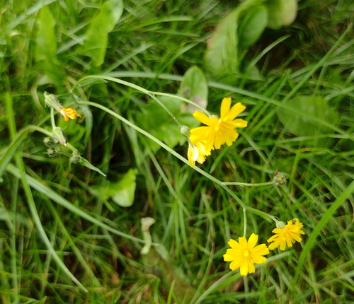 Crepis capillaris, photograph 5