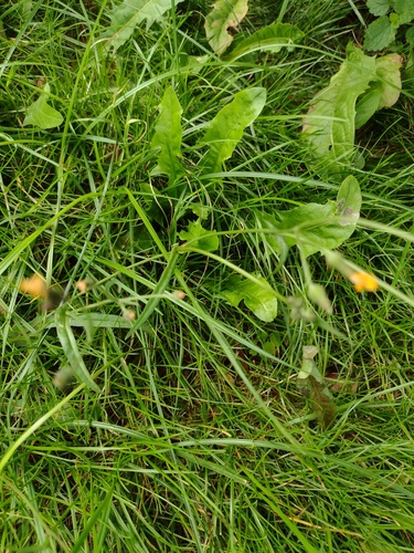 Crepis capillaris, photograph 6