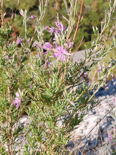 Rosemary-leaved Willowherb