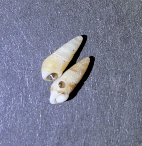 Cerithiidae observed 2026-09-01