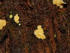 Trichoderma victoriense