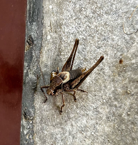 Dark Bush-cricket