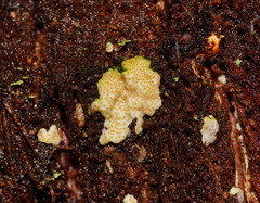 Trichoderma victoriense