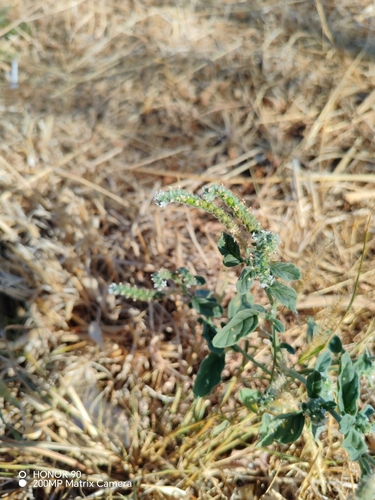 European heliotrope