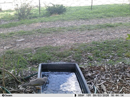Noisy Miner