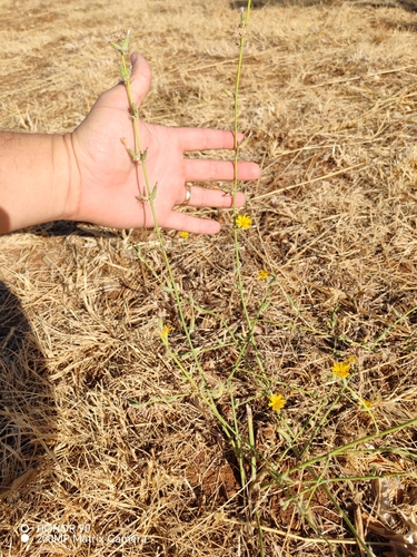 Rush Skeletonweed