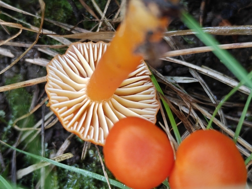 Honey Waxcap
