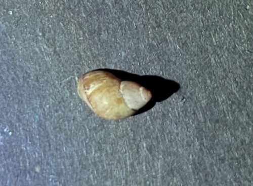 Lacuna unifasciata, 2026-09-01
