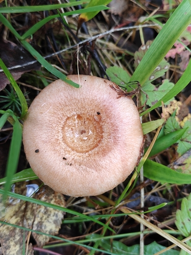 Woolly Milkcap