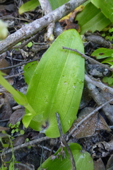 Pterygodium volucris
