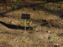 Macleaya microcarpa